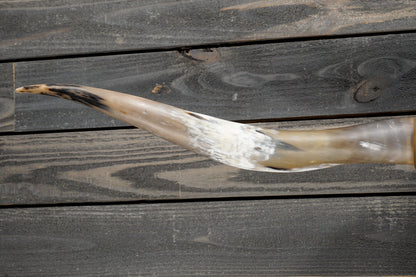5' 3" Longhorn Wall Mount #340