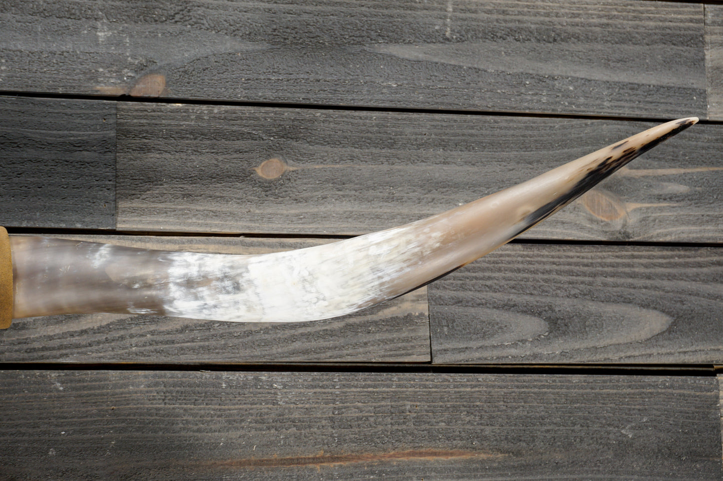 5' 3" Longhorn Wall Mount #340