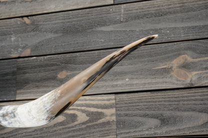 5' 3" Longhorn Wall Mount #340