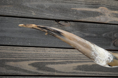 5' 3" Longhorn Wall Mount #340