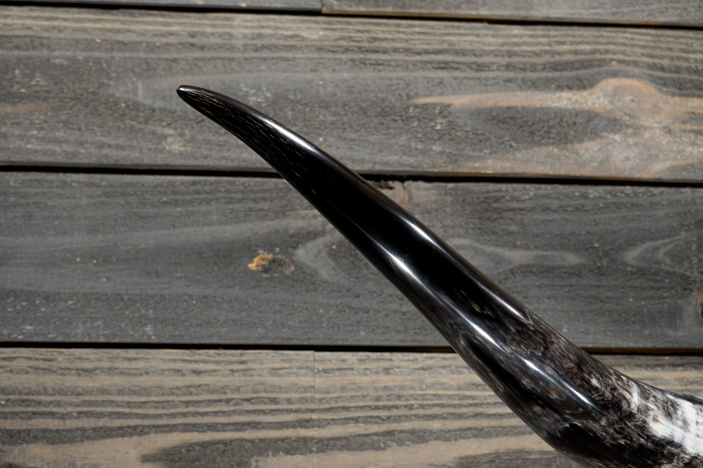 4' 8" Longhorn Wall Mount #361