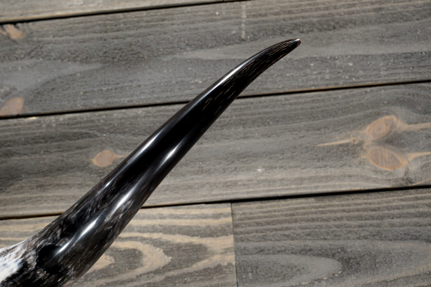 4' 8" Longhorn Wall Mount #361