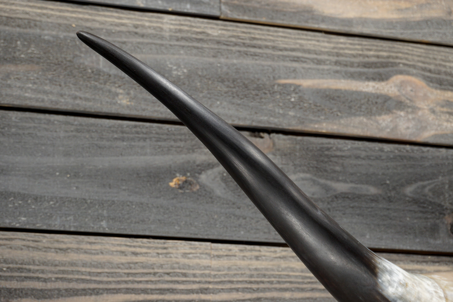 5' 1" Longhorn Wall Mount #383