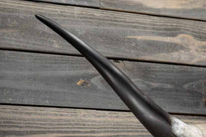 5' 1" Longhorn Wall Mount #383