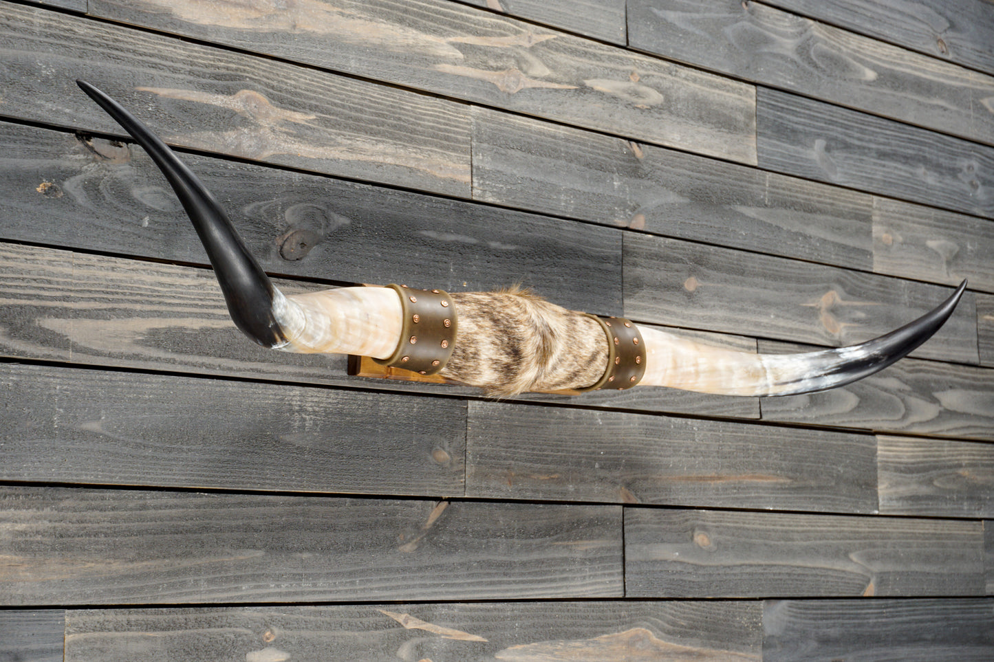 5' 1" Longhorn Wall Mount #383