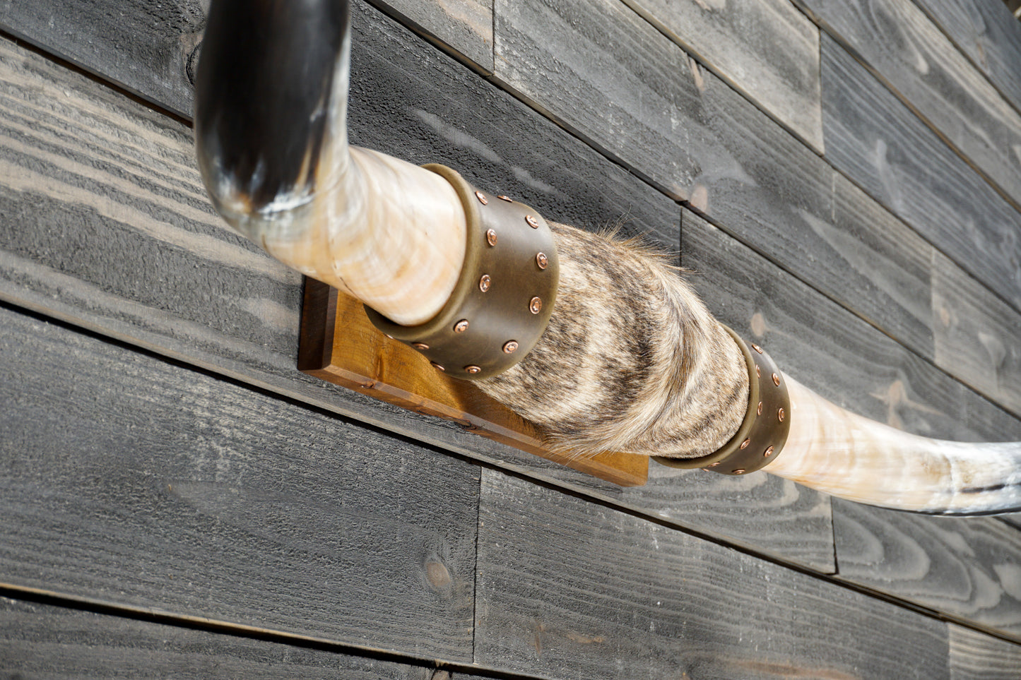5' 1" Longhorn Wall Mount #383