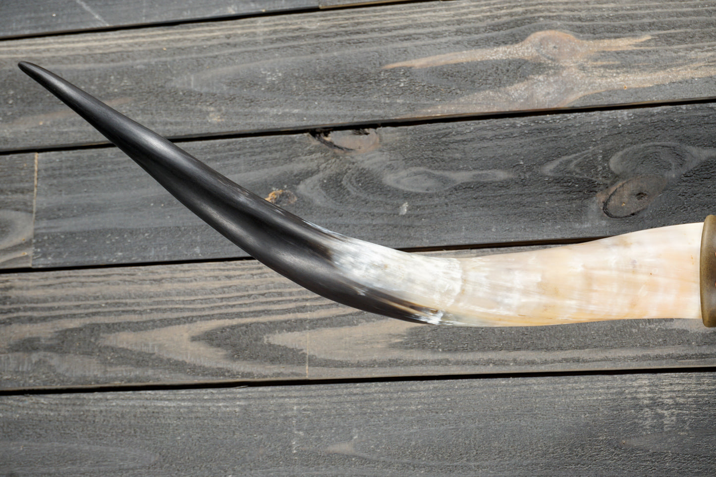 5' 1" Longhorn Wall Mount #383