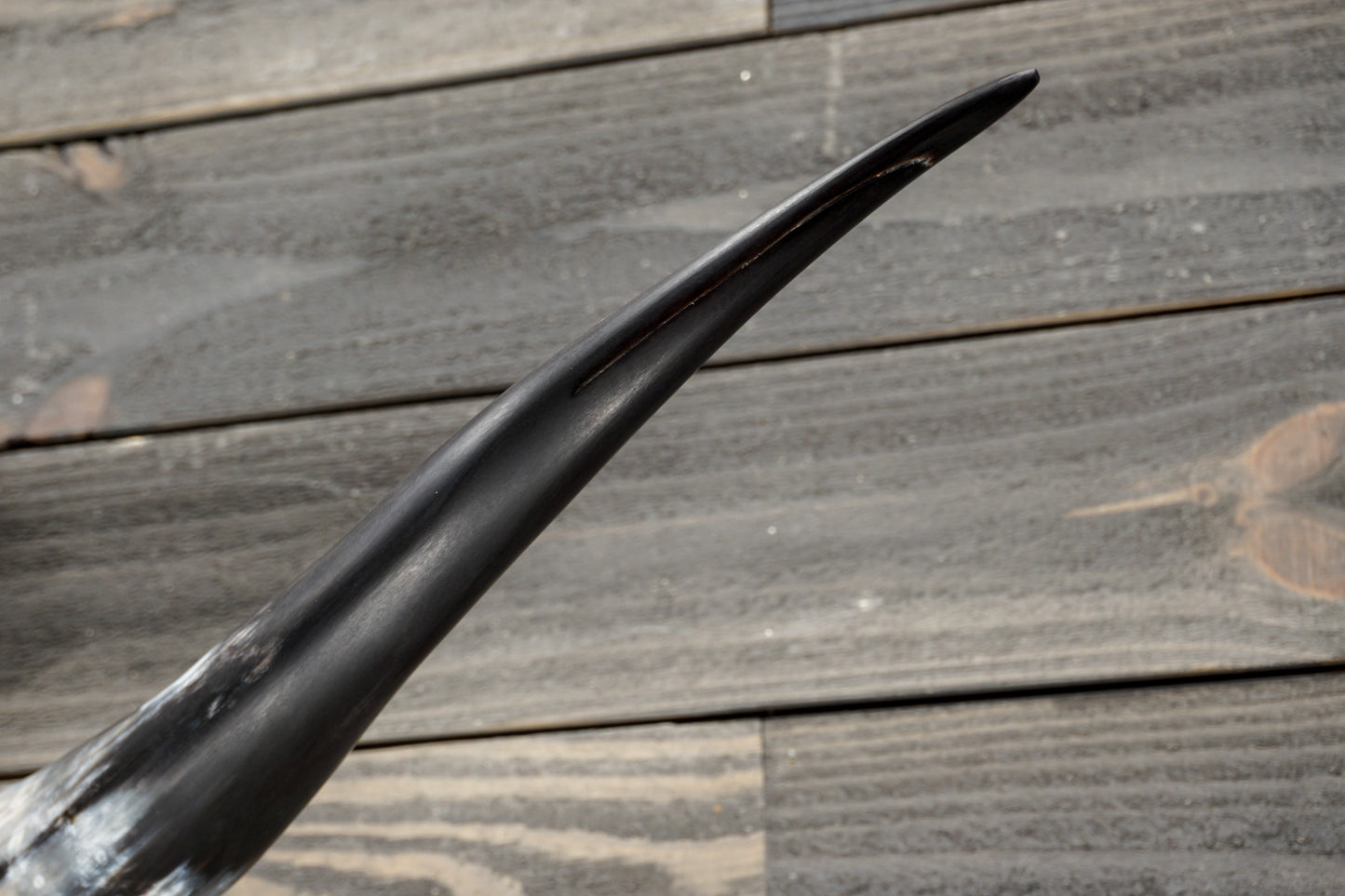 5' 1" Longhorn Wall Mount #383