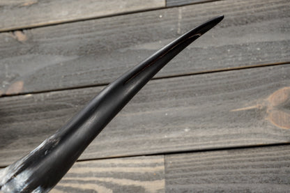 5' 1" Longhorn Wall Mount #383