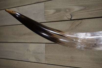5' 4" Longhorn Wall Mount #249