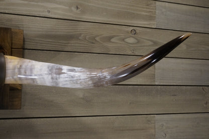 5' 4" Longhorn Wall Mount #249