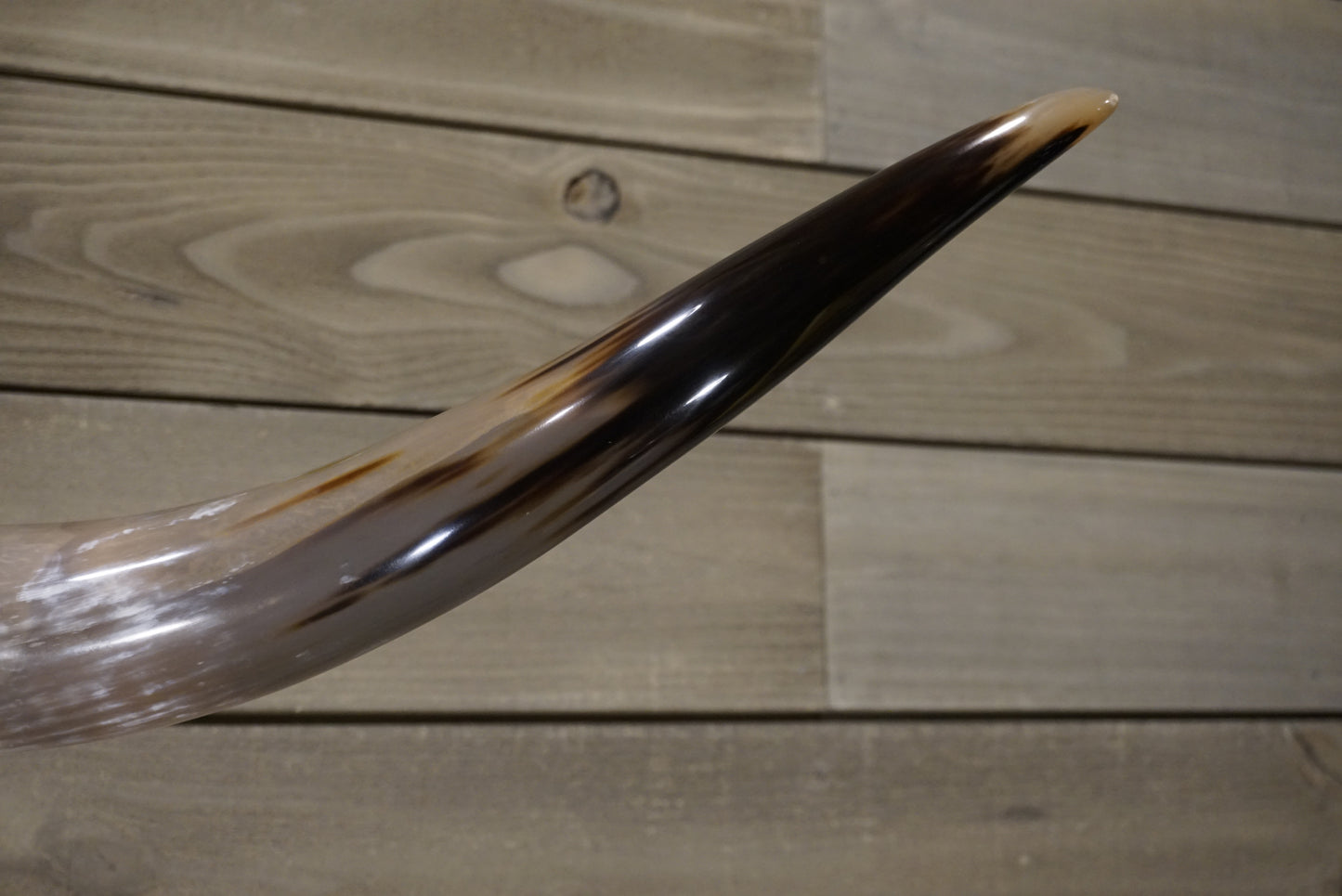 5' 4" Longhorn Wall Mount #249