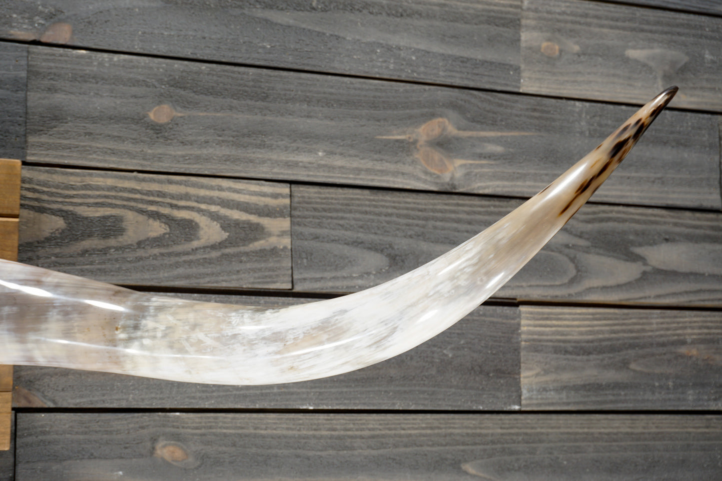 5' 7" Longhorn Wall Mount #372
