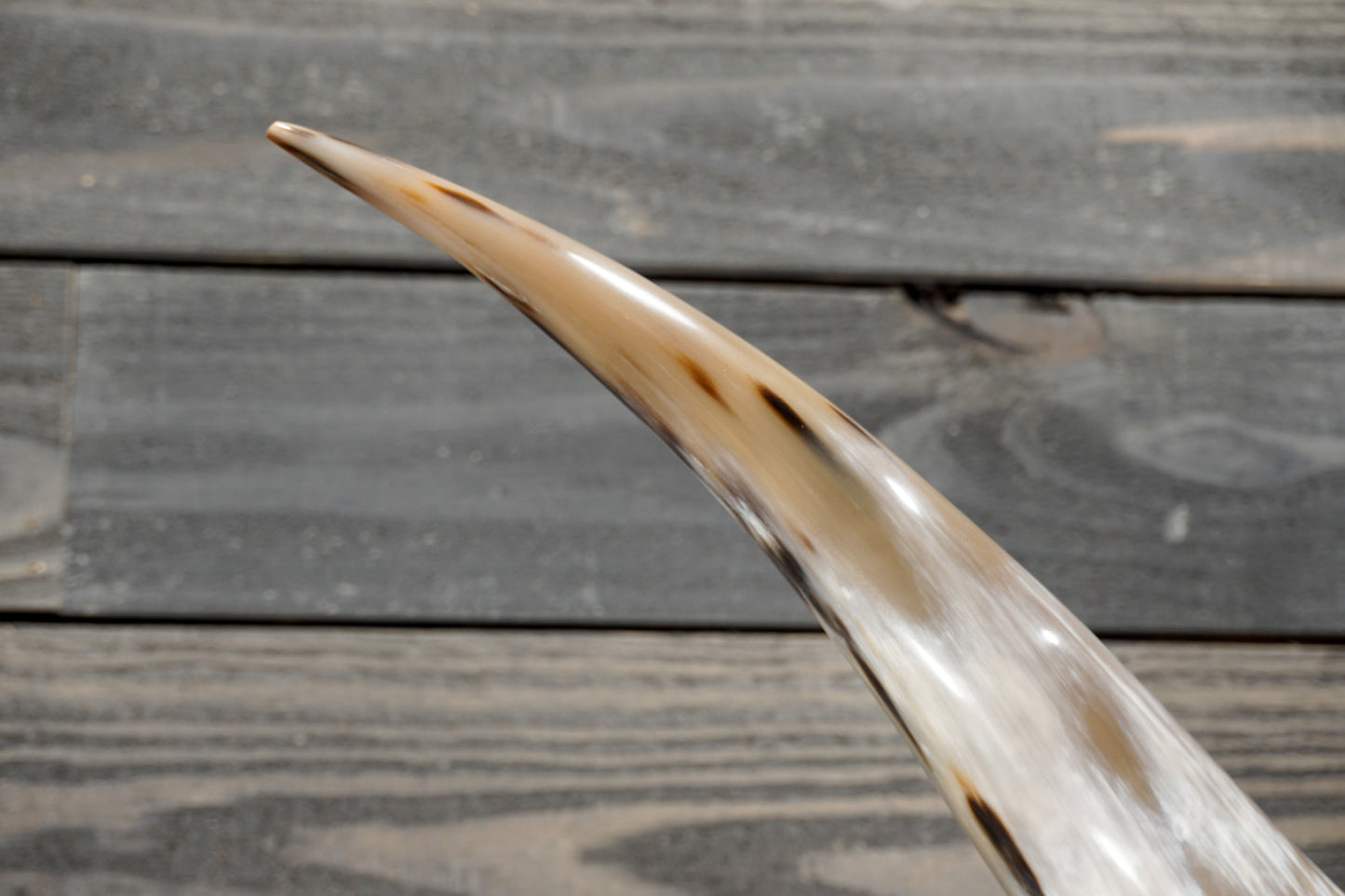 5' 7" Longhorn Wall Mount #372