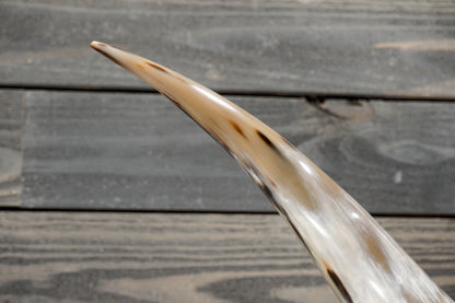 5' 7" Longhorn Wall Mount #372