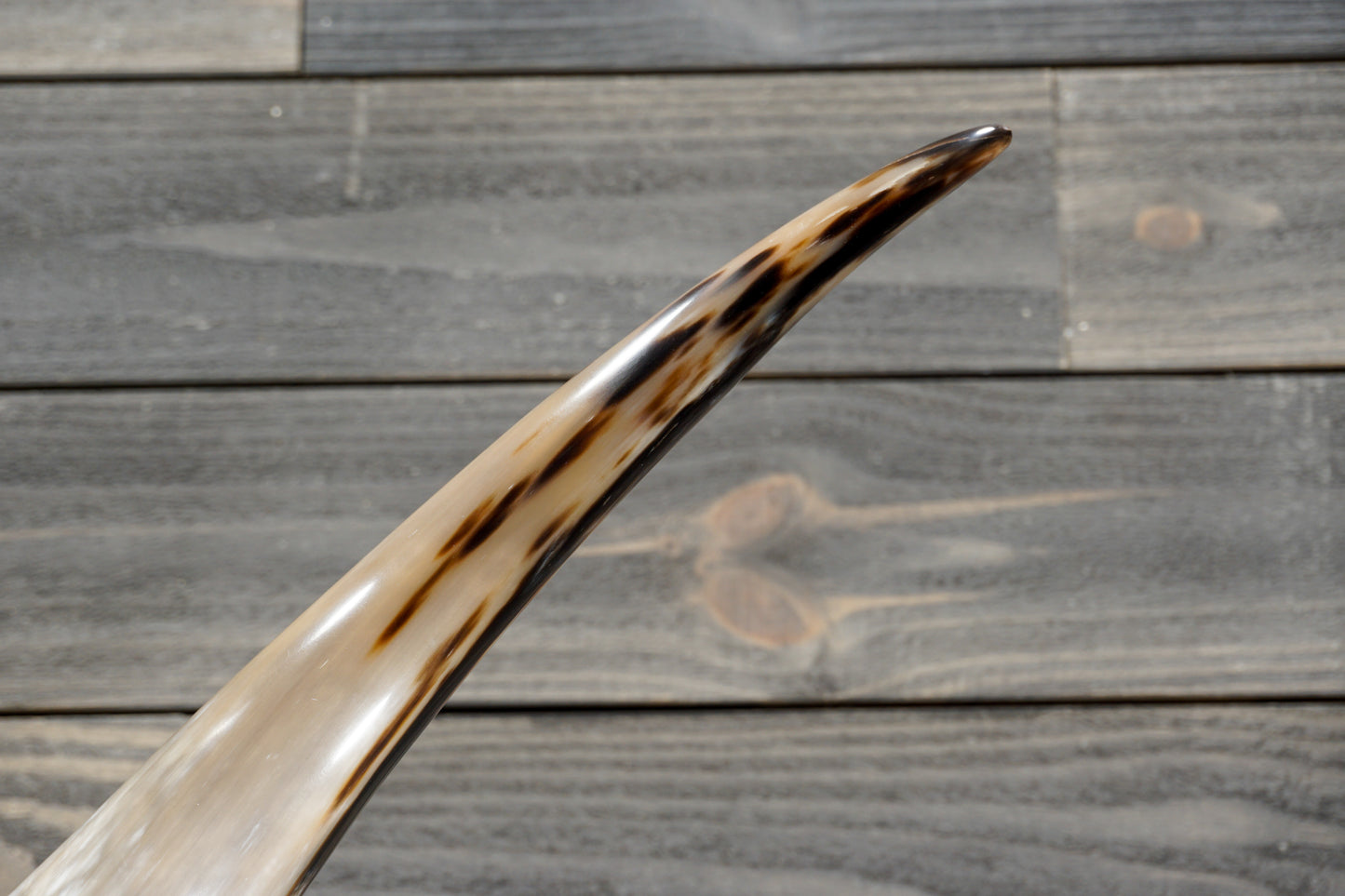 5' 7" Longhorn Wall Mount #372