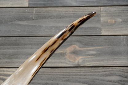 5' 7" Longhorn Wall Mount #372