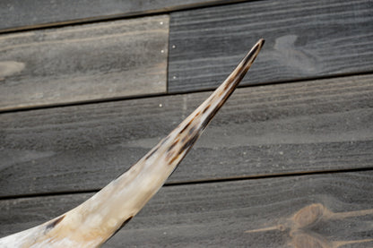 5' 5" Longhorn Wall Mount #312
