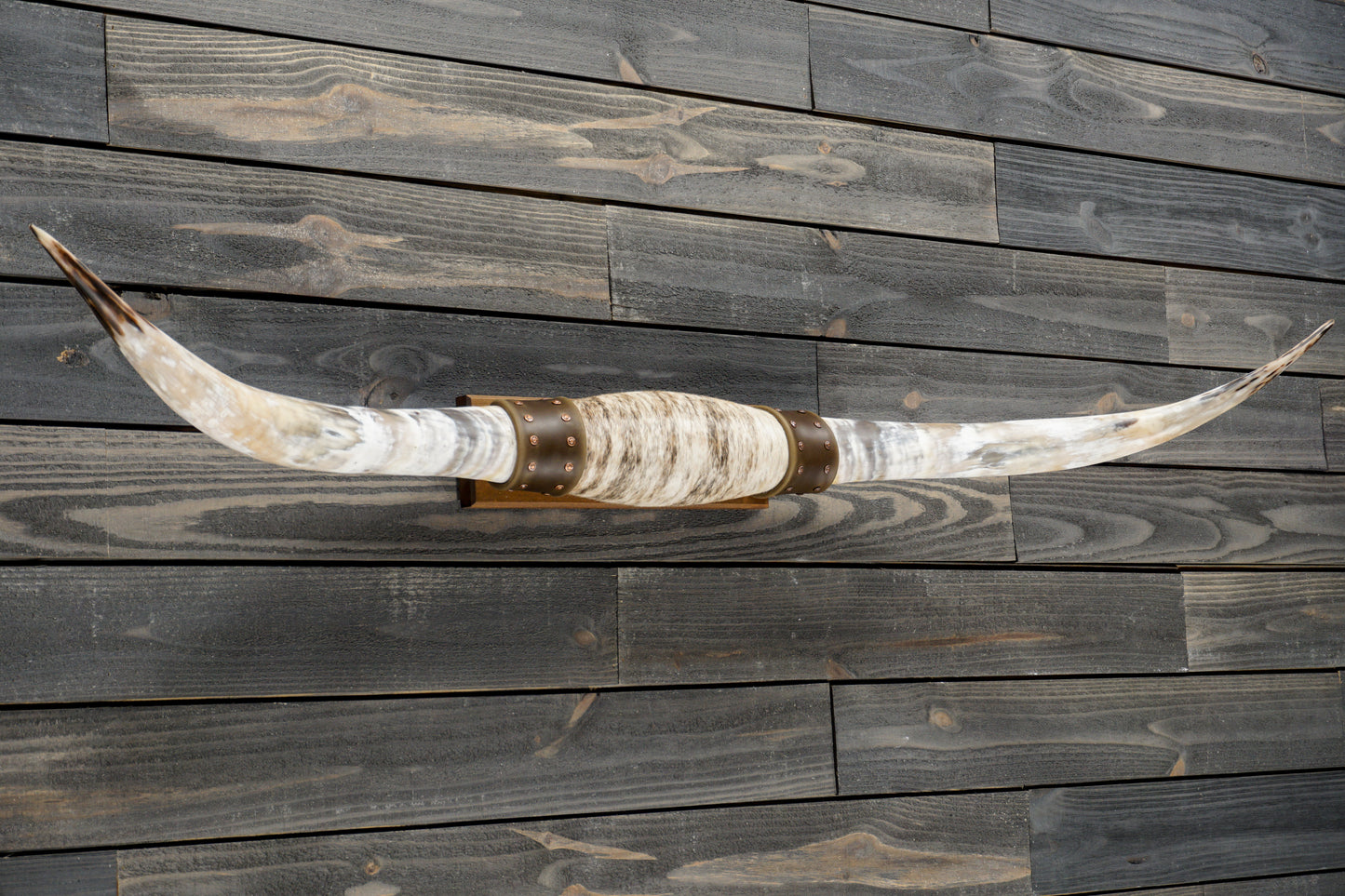 5' 5" Longhorn Wall Mount #312