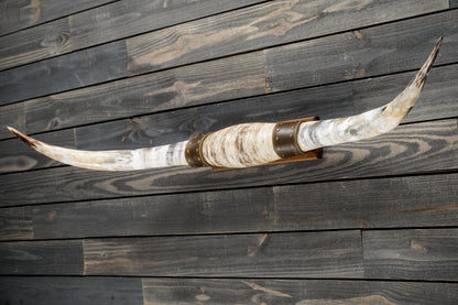 5' 5" Longhorn Wall Mount #312