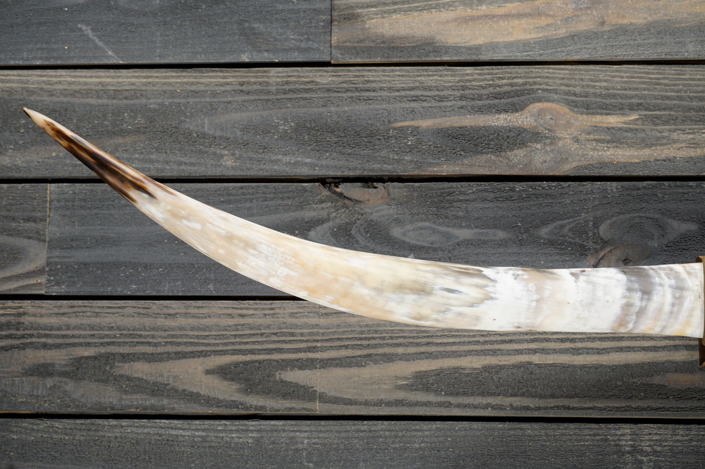 5' 5" Longhorn Wall Mount #312