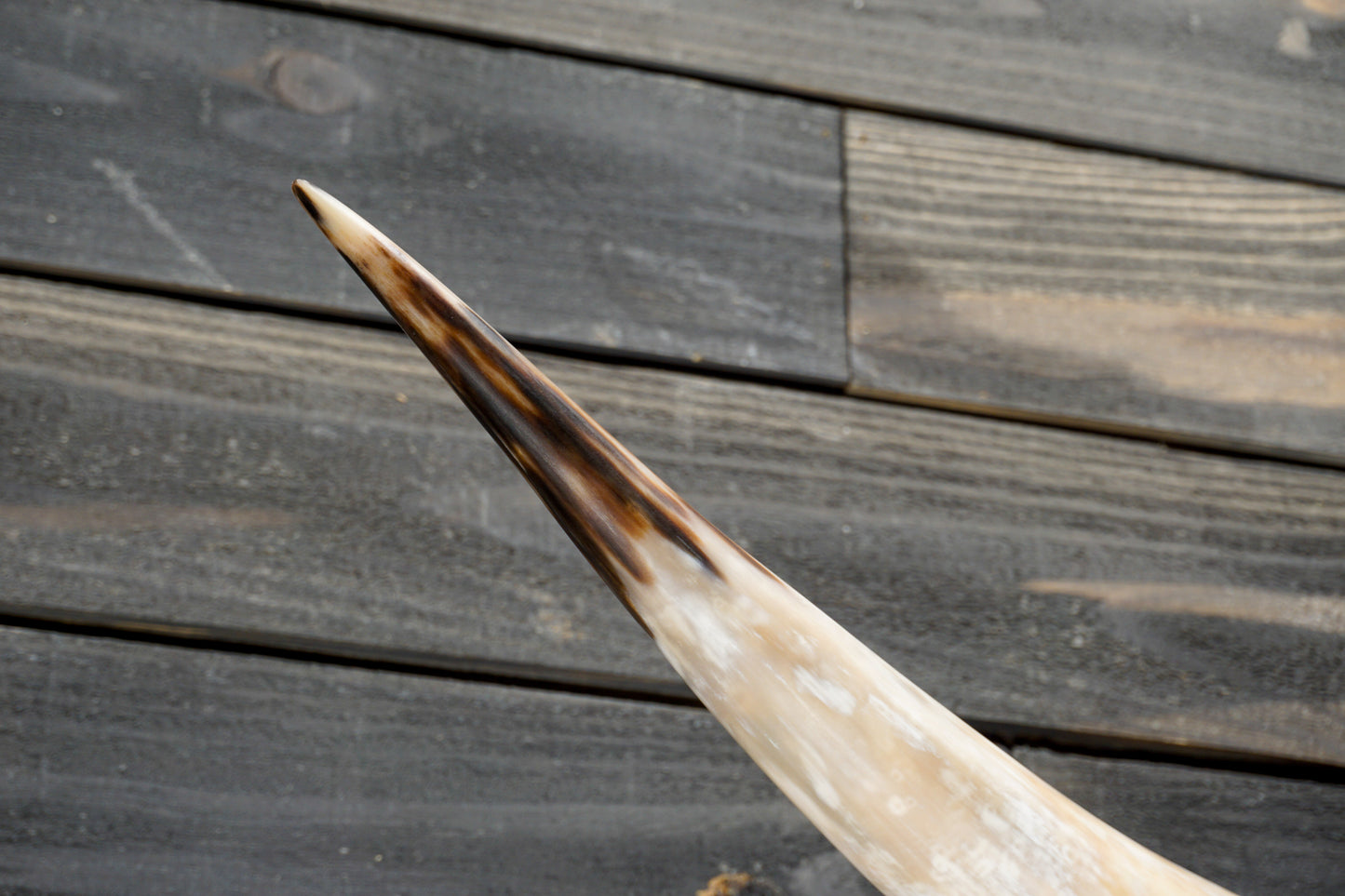 5' 5" Longhorn Wall Mount #312
