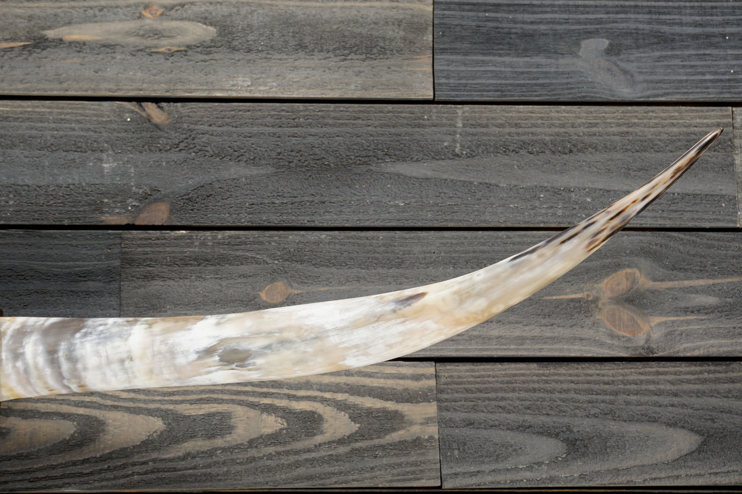 5' 5" Longhorn Wall Mount #312