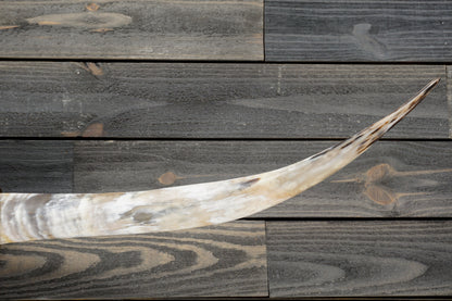 5' 5" Longhorn Wall Mount #312