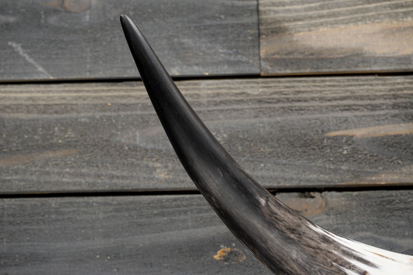 4' 7" Longhorn Wall Mount #293