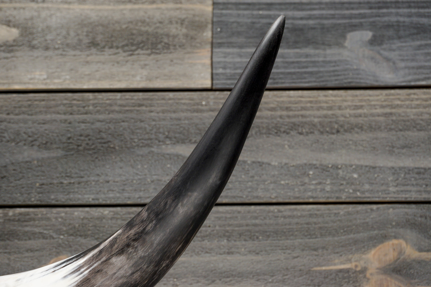 4' 7" Longhorn Wall Mount #293