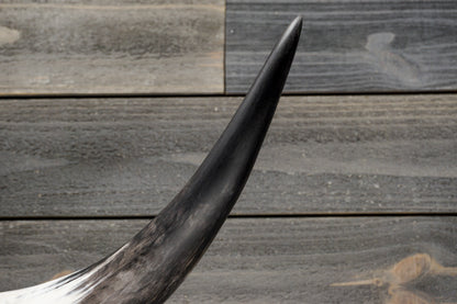 4' 7" Longhorn Wall Mount #293