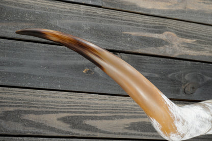 6' 0" Longhorn Wall Mount #236