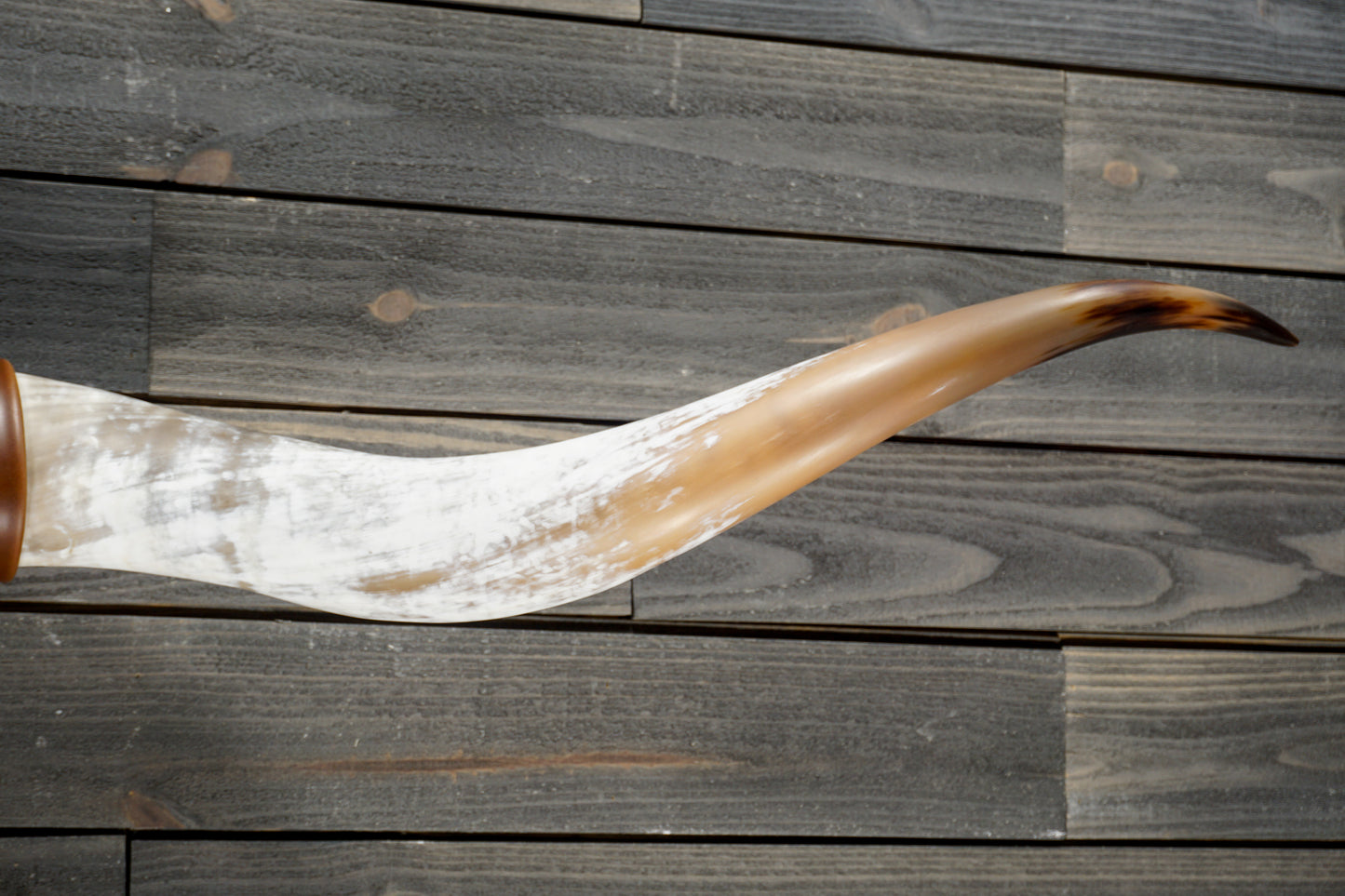 6' 0" Longhorn Wall Mount #236