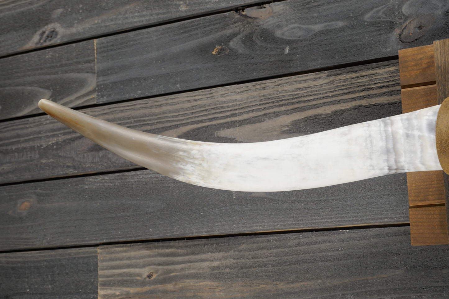 5' 1" Longhorn Wall Mount #345