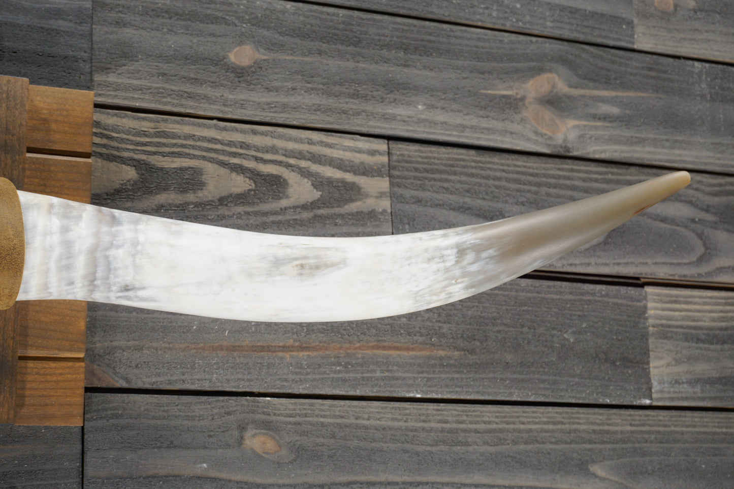5' 1" Longhorn Wall Mount #345