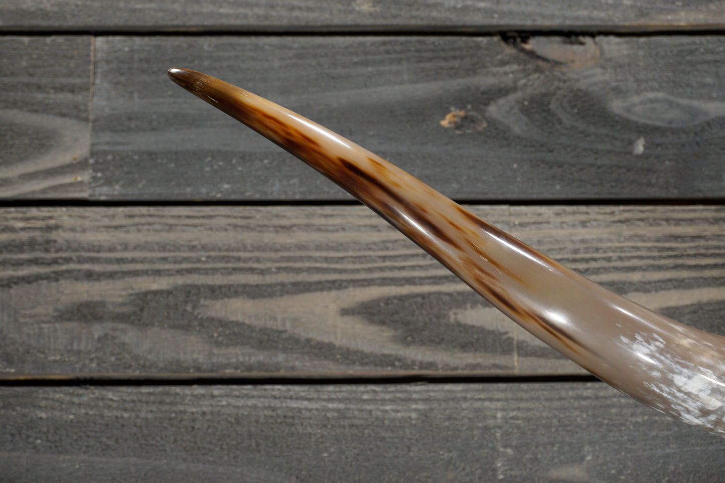 5' 4" Longhorn Wall Mount #355