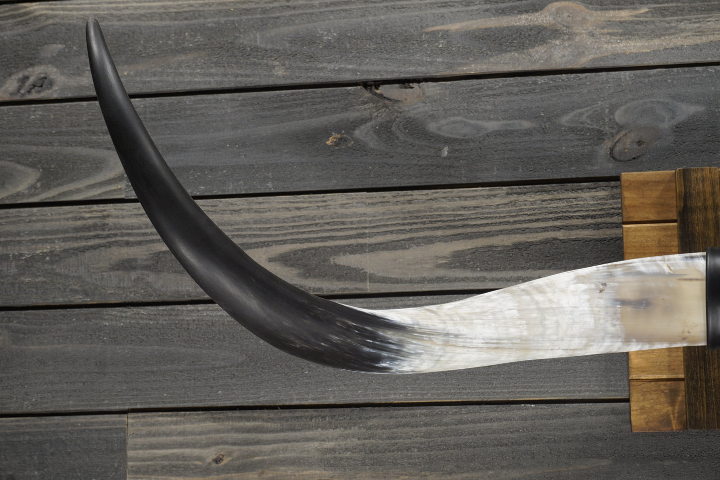 5' 0" Longhorn Wall Mount #357
