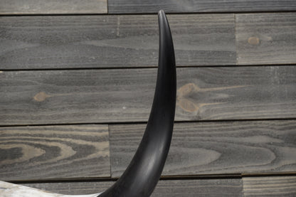 5' 0" Longhorn Wall Mount #357