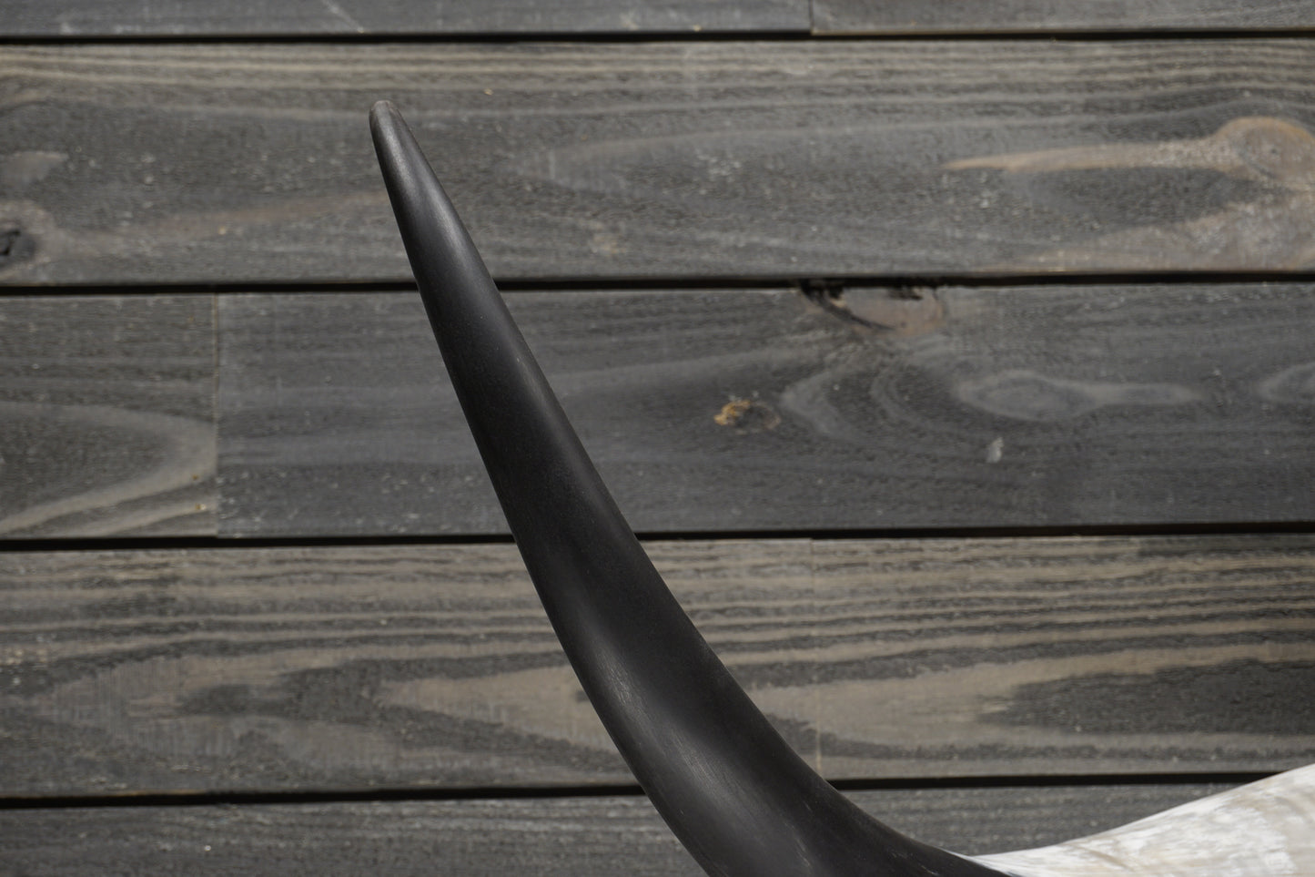 5' 0" Longhorn Wall Mount #357