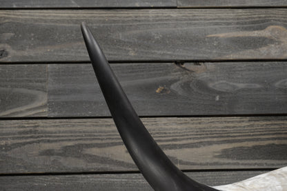 5' 0" Longhorn Wall Mount #357