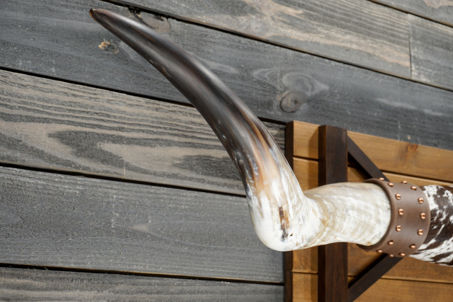 5' 7" Longhorn Wall Mount #369
