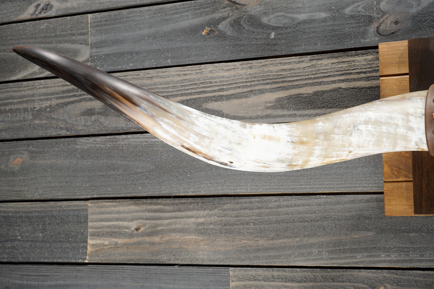 5' 7" Longhorn Wall Mount #369