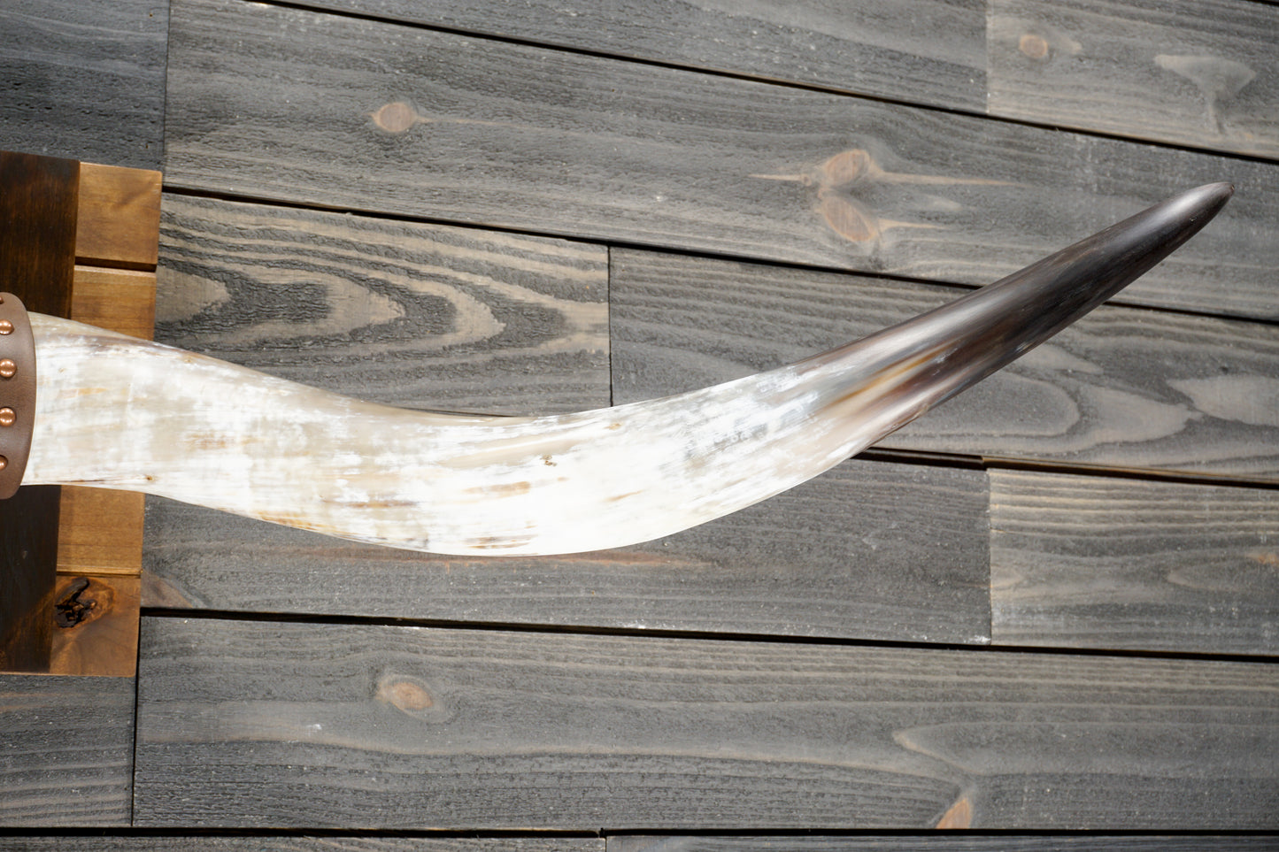 5' 7" Longhorn Wall Mount #369
