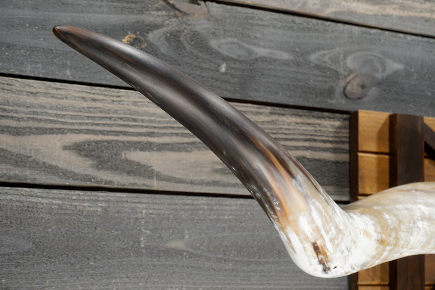 5' 7" Longhorn Wall Mount #369