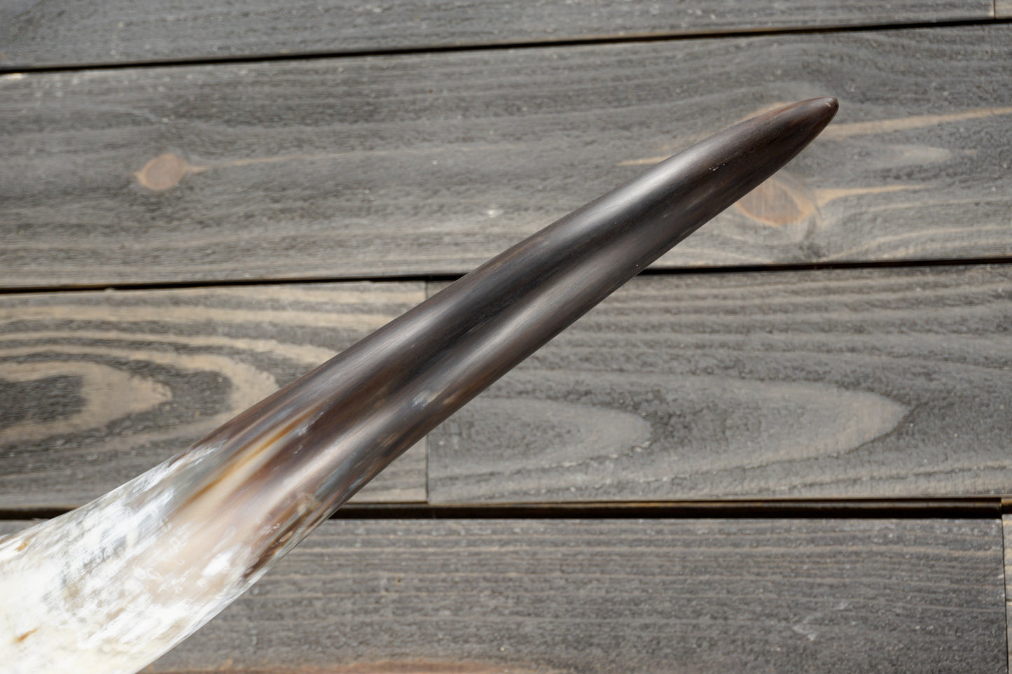 5' 7" Longhorn Wall Mount #369
