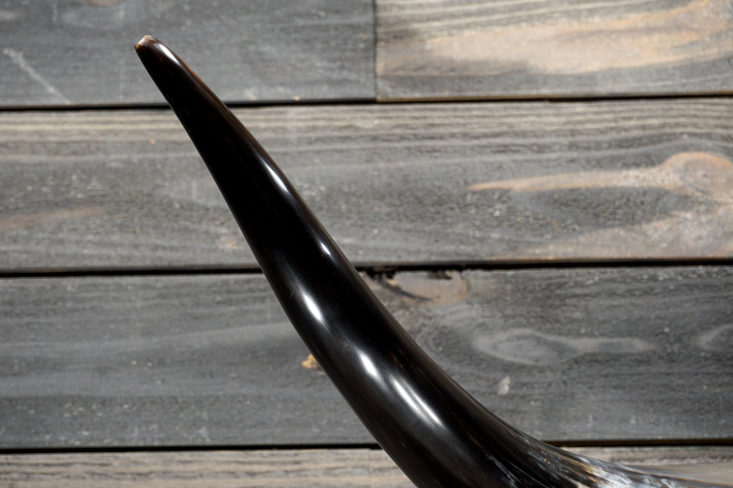 4' 7" Longhorn Wall Mount #376