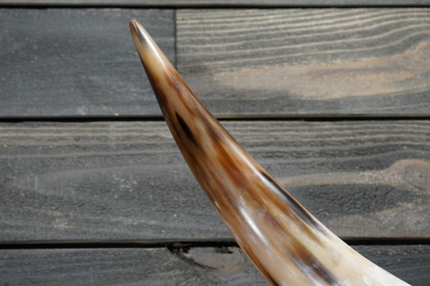 4' 1" Longhorn Wall Mount #310