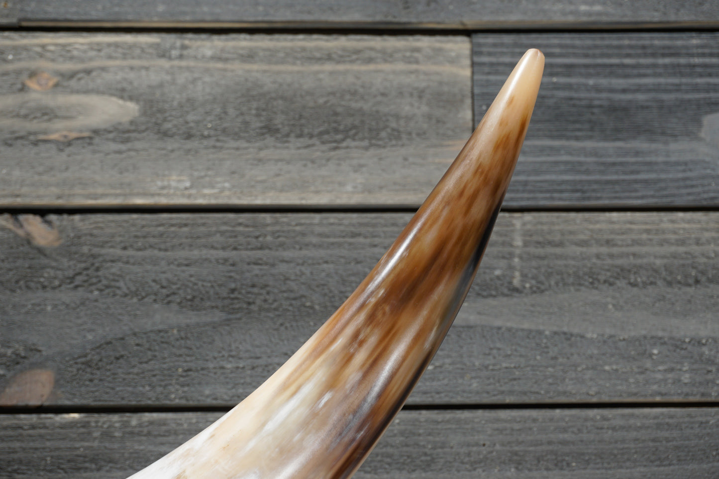 4' 1" Longhorn Wall Mount #310