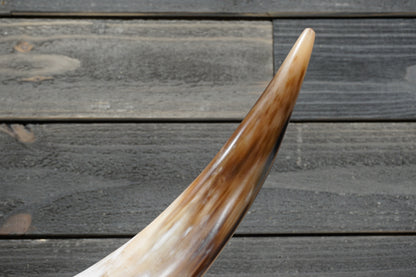 4' 1" Longhorn Wall Mount #310