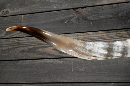 5' 6" Longhorn Wall Mount #261